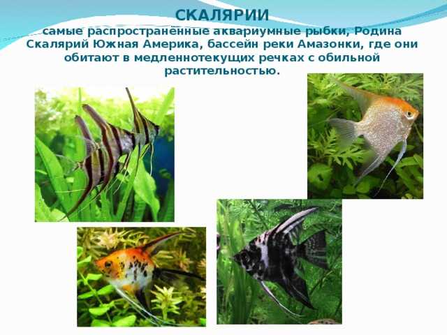 Скалярии