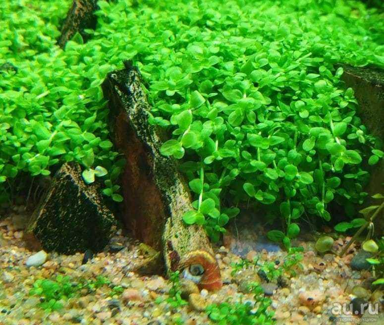Monte carlo plant (micranthemum tweediei): ultimate care guide - fish laboratory