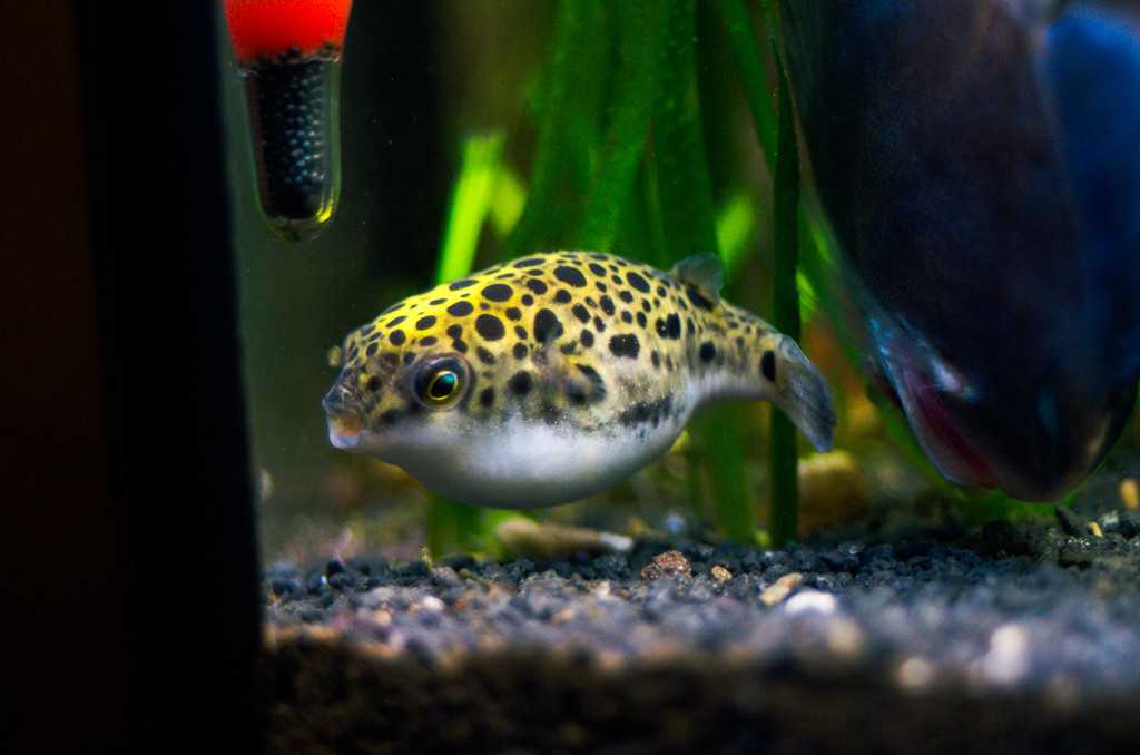 Зеленый тетраодон (tetraodon nigroviridis)