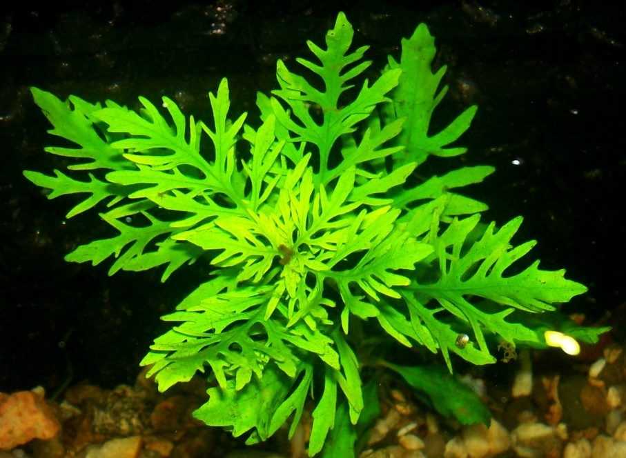 Гигрофила синема или деморфная Hygrophila difformis или Synnema triflorum принадлежит к семейству акантовые Acanthaceae Внешний вид разительно отличается от других видов гигрофил