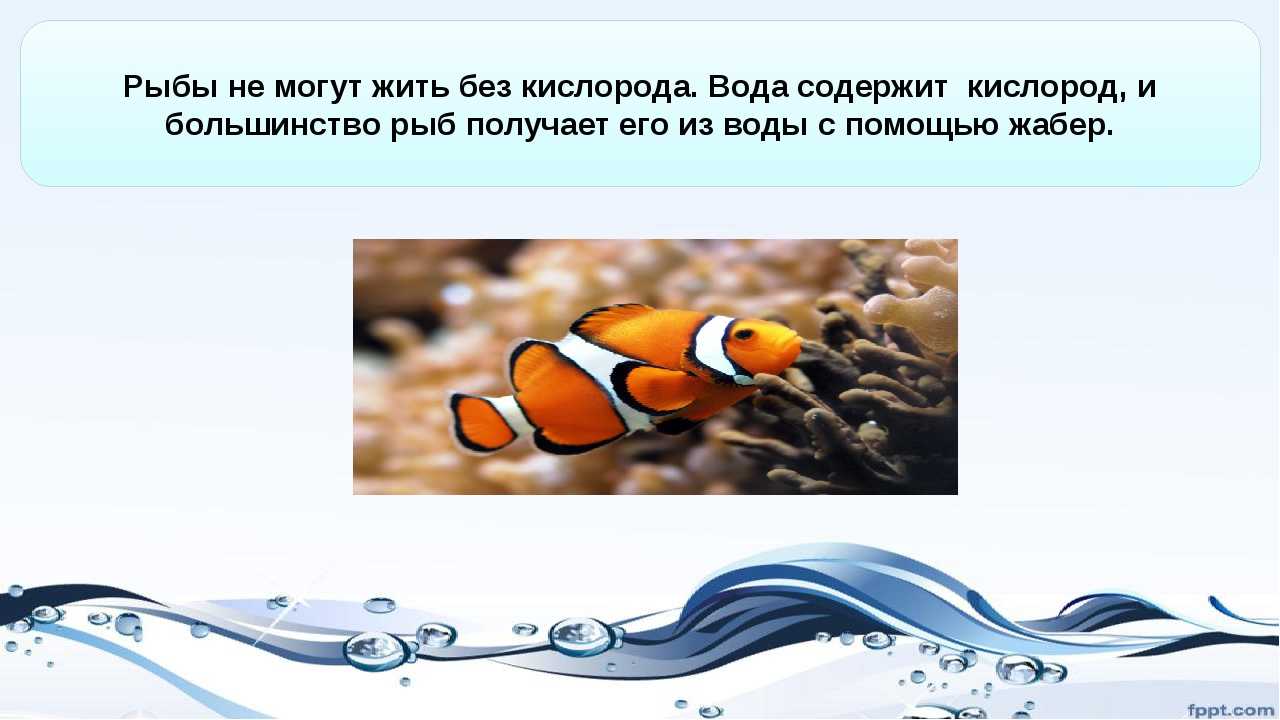 Какие аквариумные рыбки живут без кислорода и воздуха
