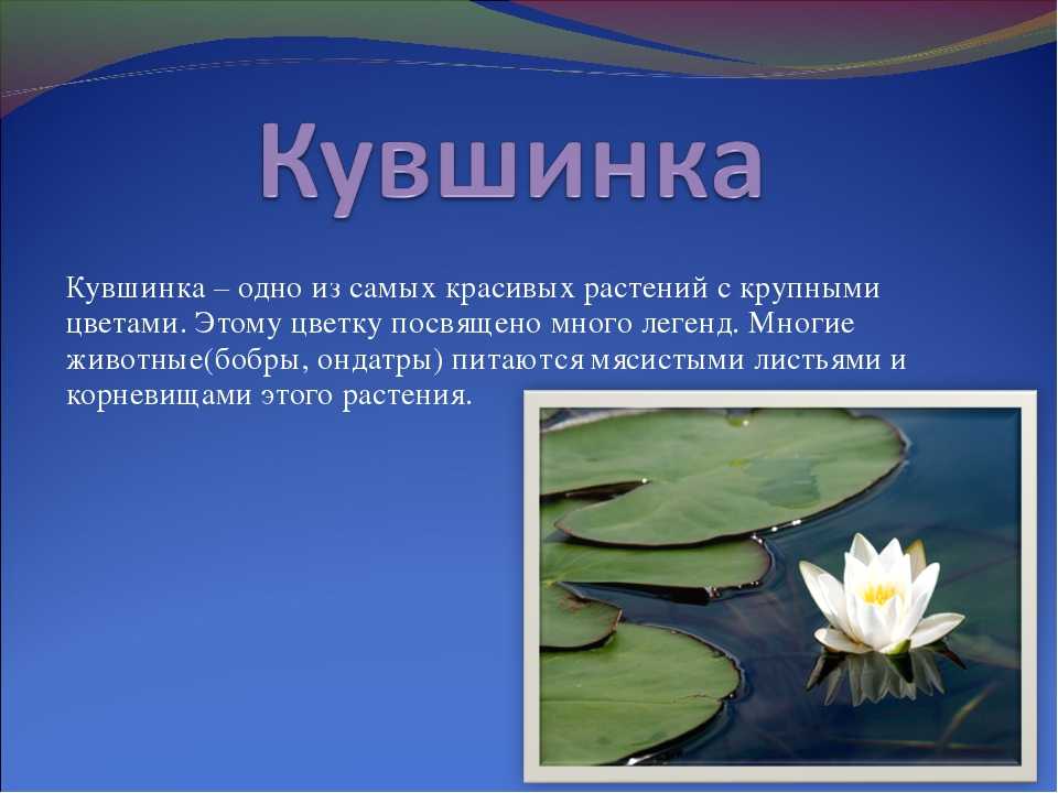 Описание и уход за нимфеей тигровой - plantophilia.ru