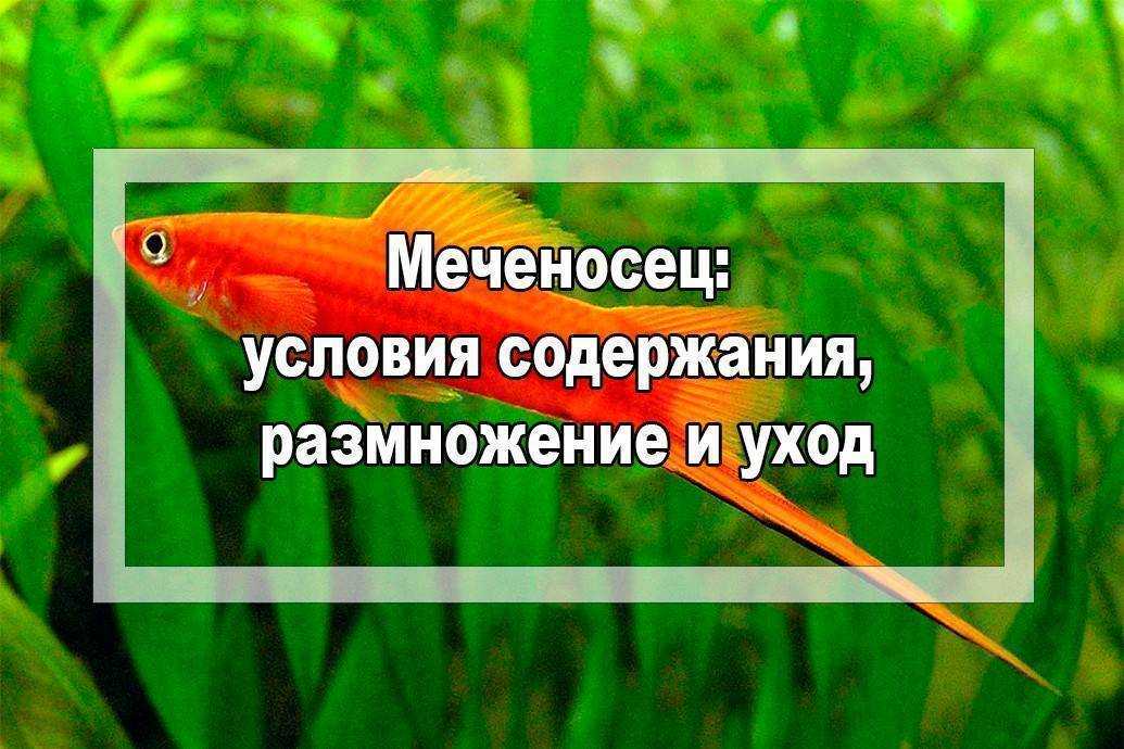 Меченосец санта-клаус: описание, характеристики, содержание