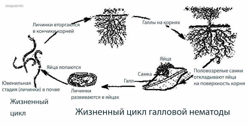 Нашествие белых червячков или нематоды в аквариуме