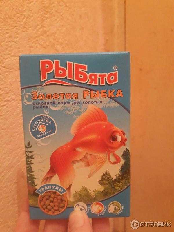 Золотые рыбки: содержание в домашних условиях