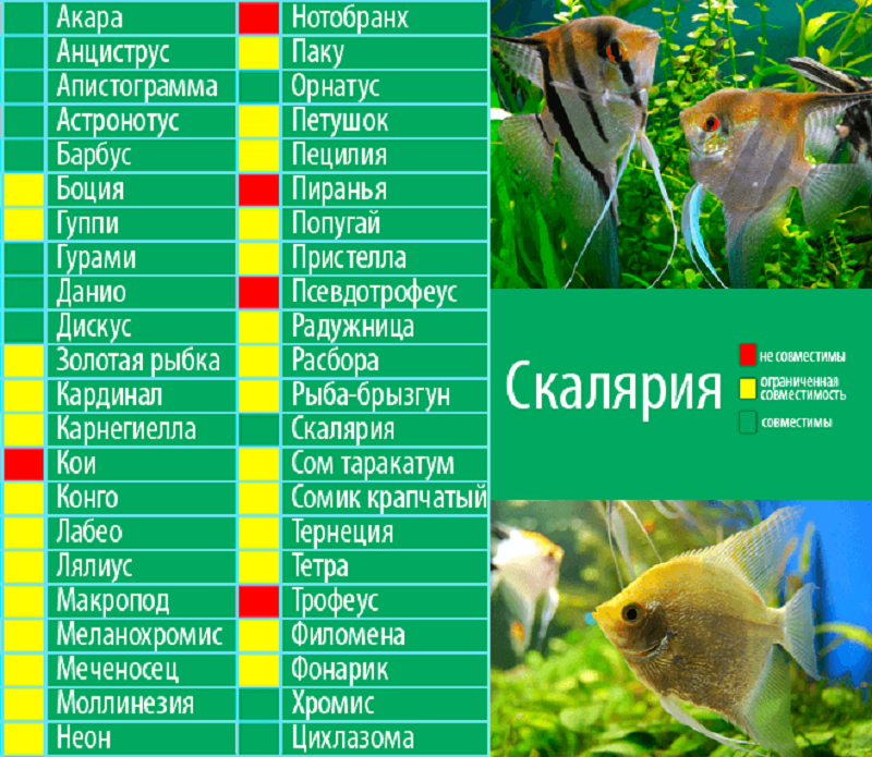 Рыбки неоны, содержание, совместимость, размножение, виды, фото, видео | блог аквариумиста