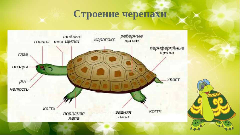 Красноухая черепаха — энциклопедия руниверсалис