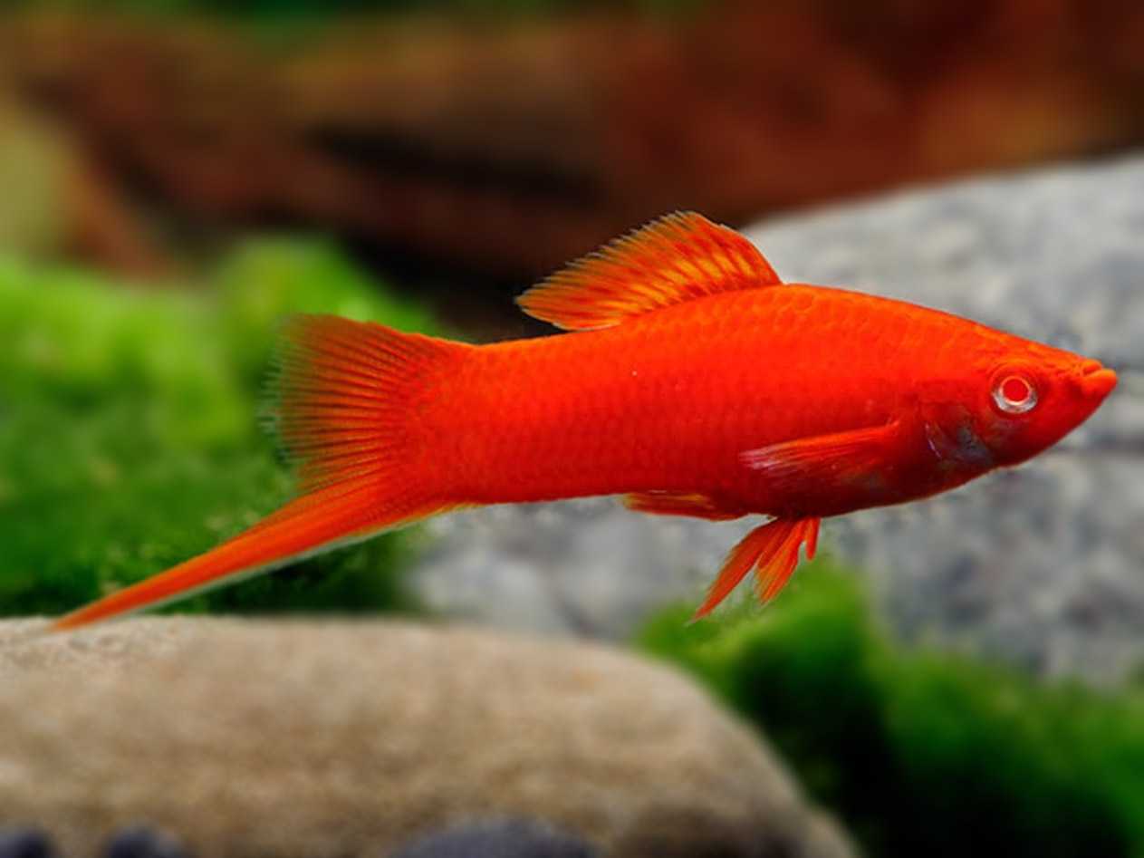 Меченосец (xiphophorus helleri) аквариумная рыбка