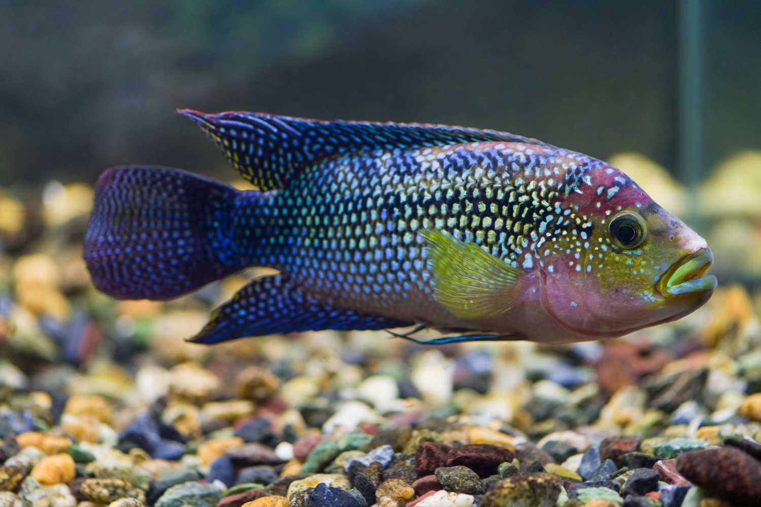 Цихлазома манагуанская (parachromis managuensis): виды, фото, уход