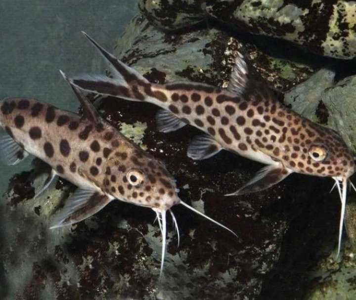 Синодонтисы, или синодонты (synodontis), сомы перевертыши