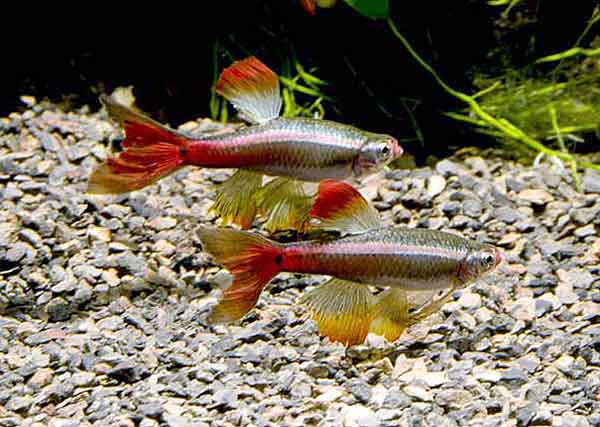 Кардинал аквариумная рыбка (tanichthys alboneubes)