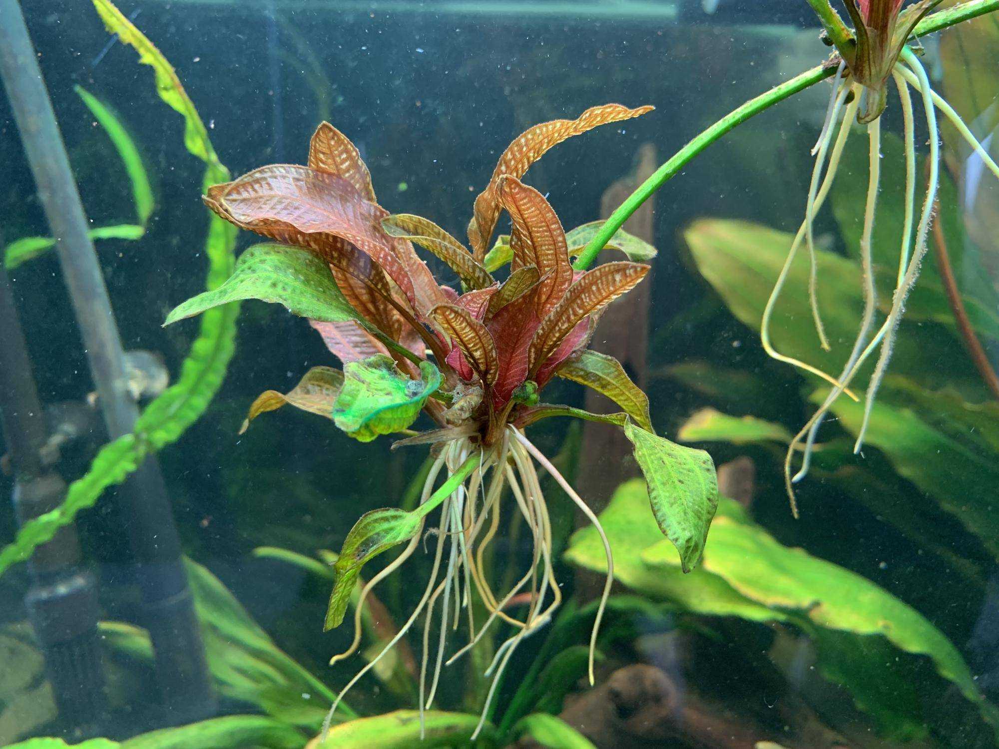 Эхинодорус квадрикостатус (echinodorus quadricostatus) описание и уход.