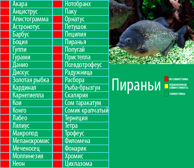 Скалярия обыкновенная или рыба-ангел (pterophyllum scalare)