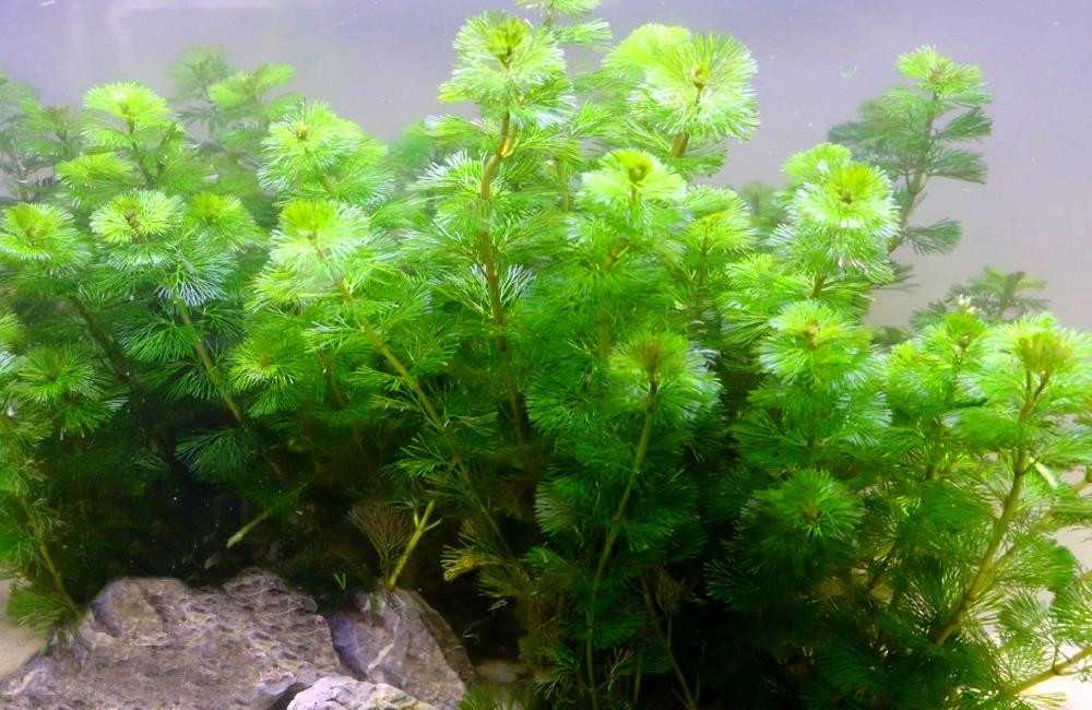 Ротала валлиха (rotala wallichii): описание, содержание, фото и отзывы