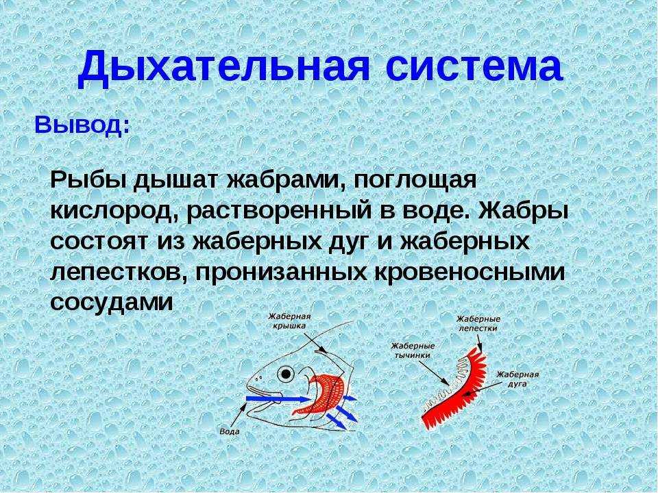 Особенности строения рыб: внешнее и внутреннее строение