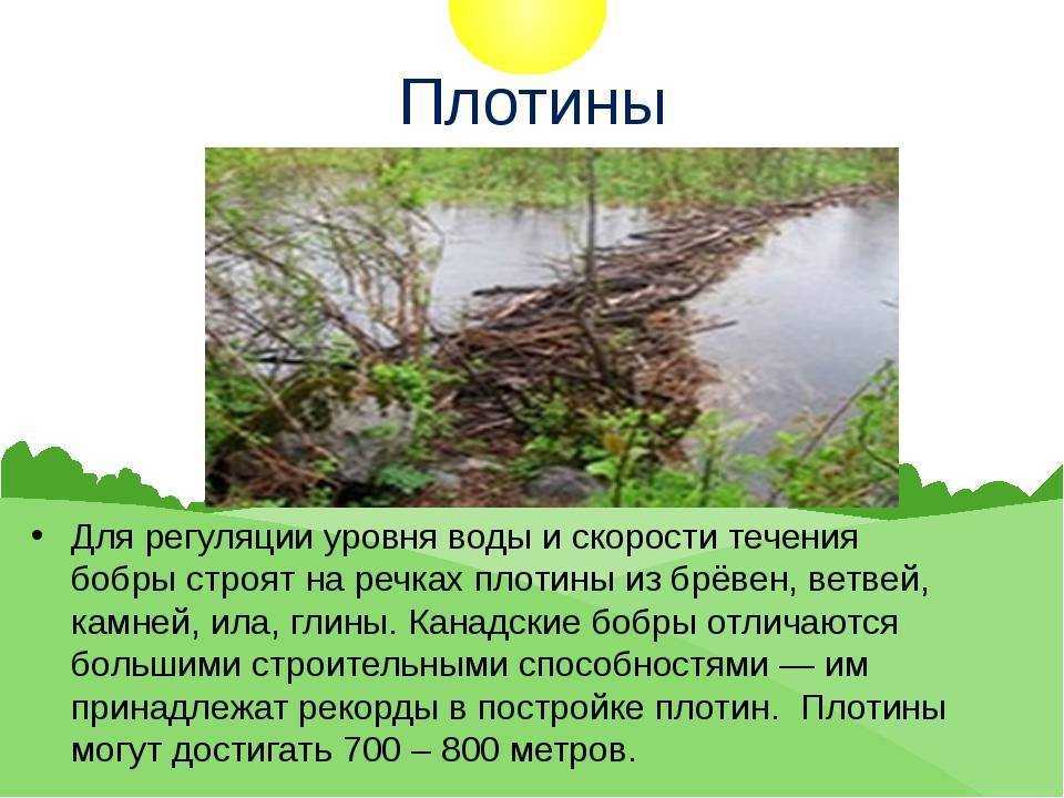 Зачем бобры строят плотины на реках
