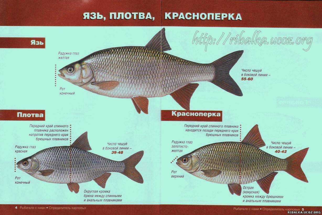 Красноперка и плотва: отличия, чем и как отличается рыба