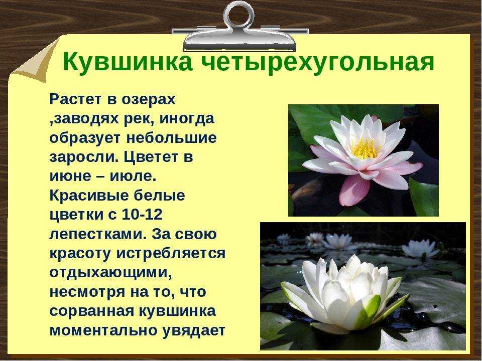 Нимфея тигровая или кувшинка лотос Nymphaea lotus  очень красивое растение, которое можно содержать, как в аквариуме, так и в пруду