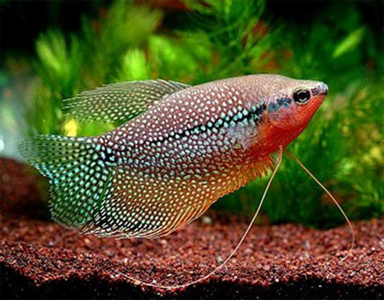 Гурами шоколадный / на латыни: sphaerichthys osphromenoides