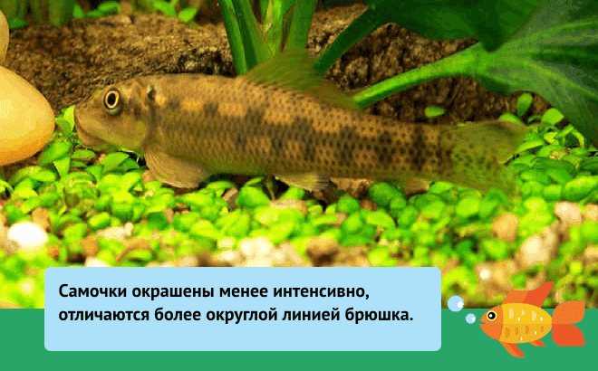 Гиринохейлус - фото, содержание, разведение, нерест