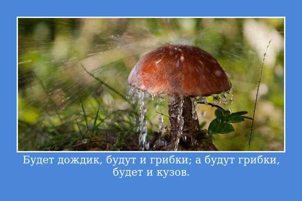Лексическое значение слова грибной дождь
