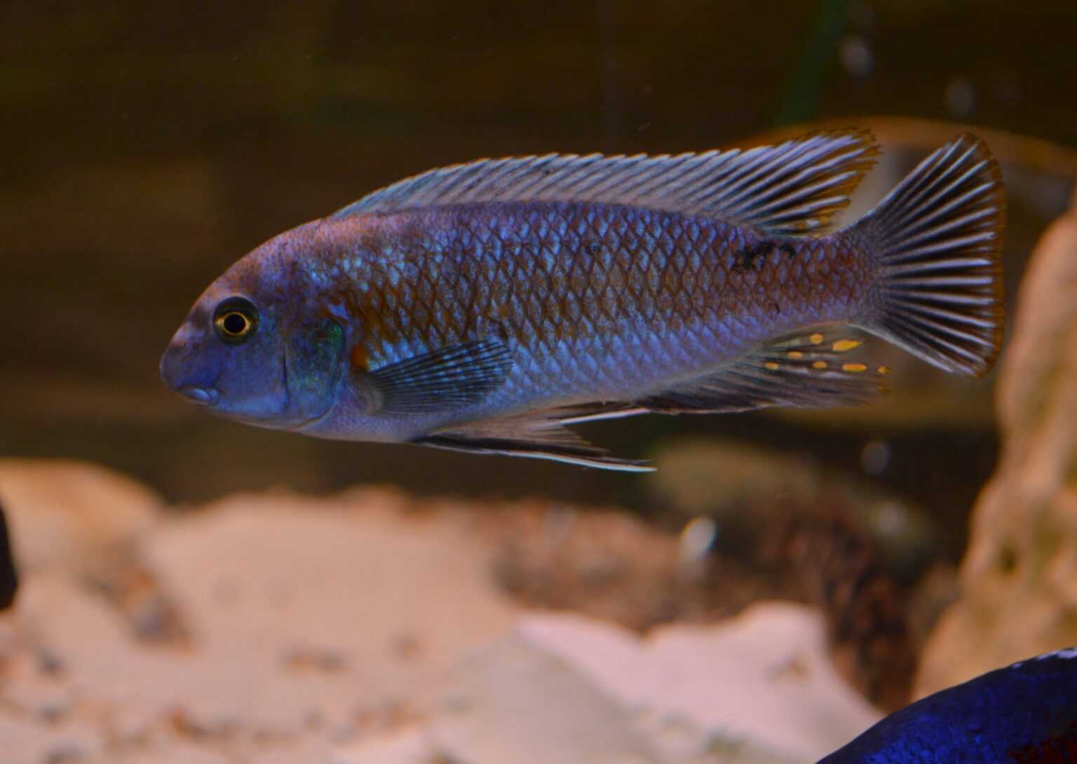 Venustus cichlid care guide (nimbochromis venustus) - fish laboratory