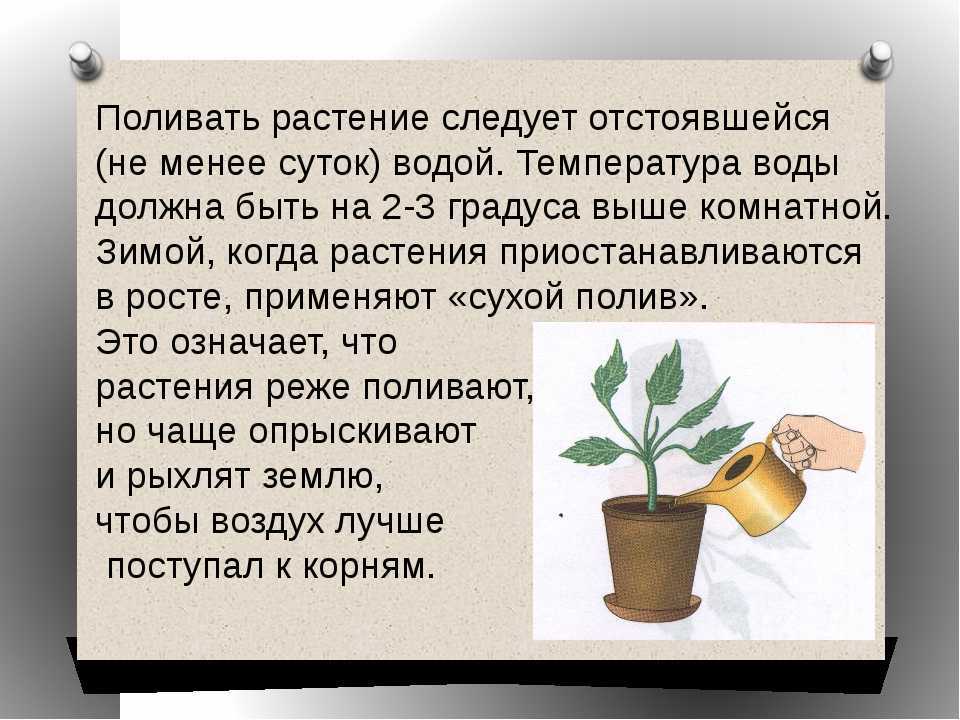 Горячий душ для комнатных растений: как и зачем это делается