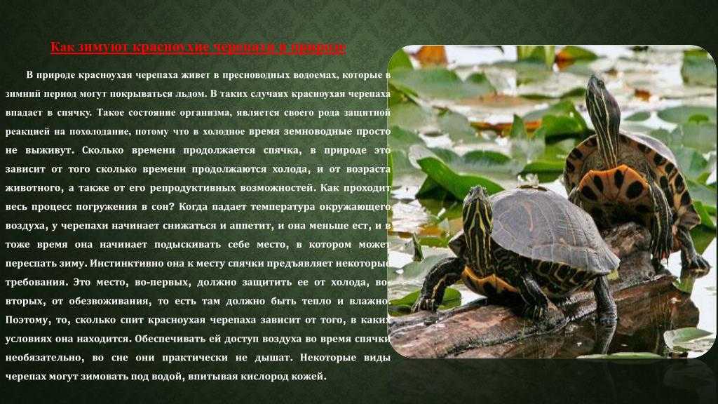 Красноухая красавица