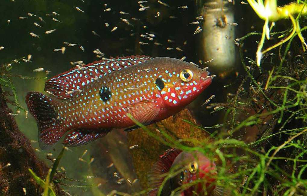 Nanochromis transvestitus — seriously fish
