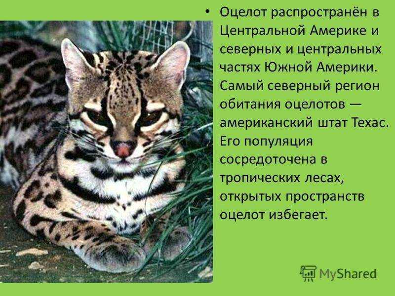 Азиатская леопардовая кошка: усатый охотник из тропиков