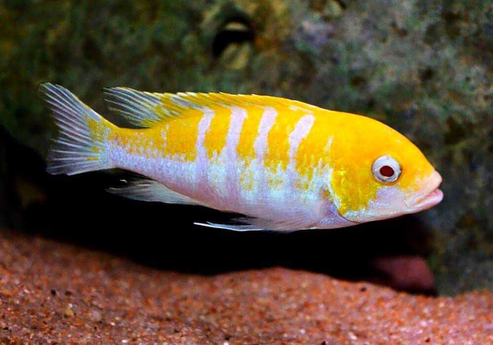 Dogtooth cichlid (cynotilapia afra)