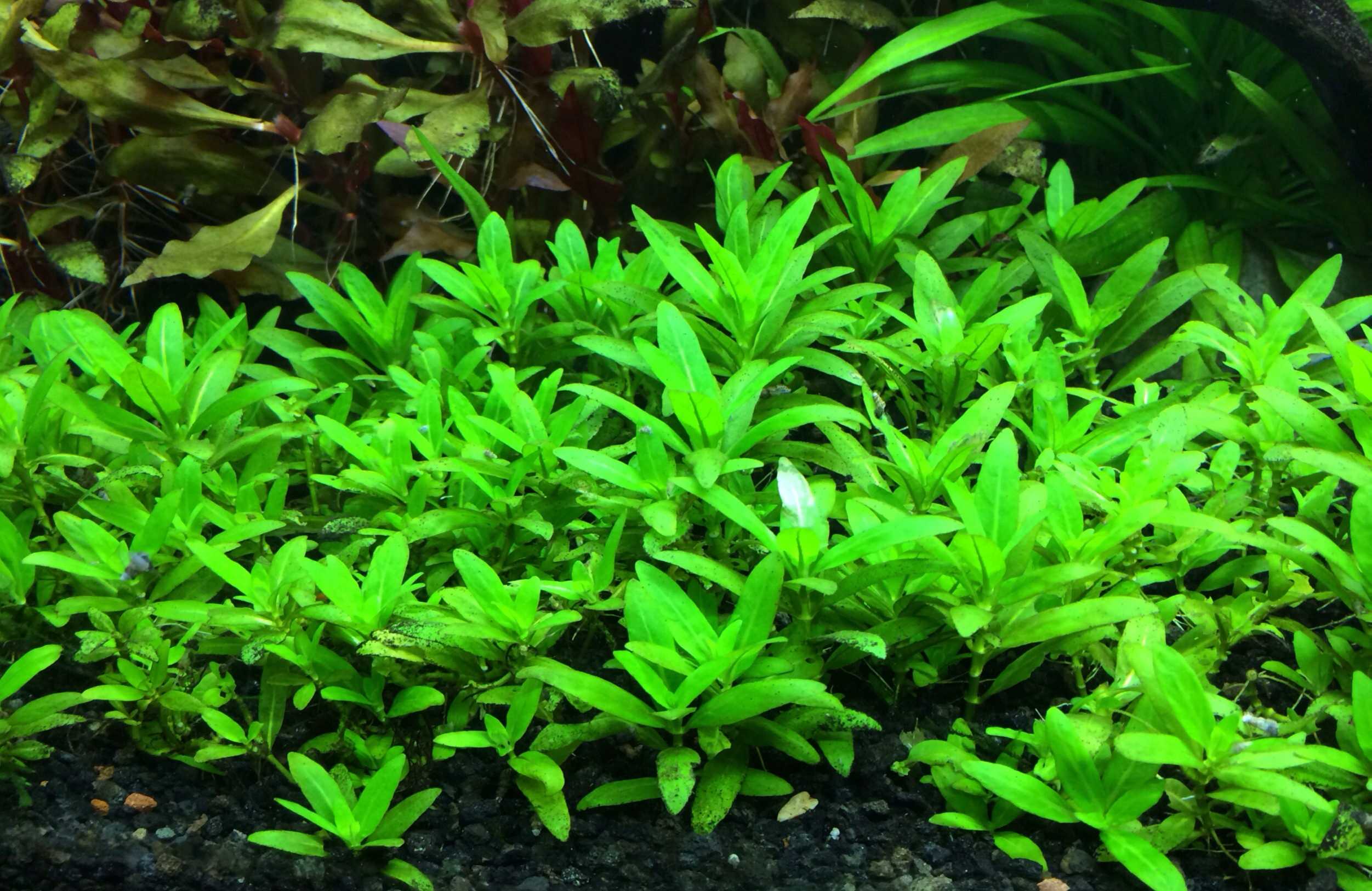 Staurogyne repens care guide: the perfect carpet plant!