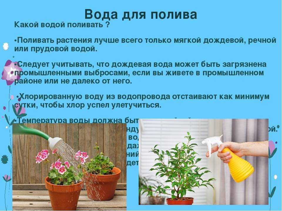 Как правильно поливать цветы в коробке? - гаджеты, технологии, интернет