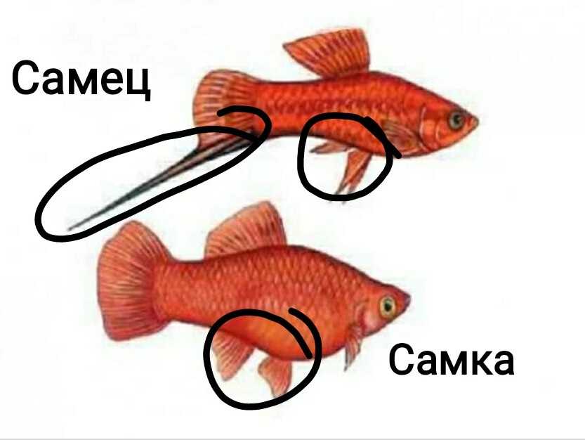 Лабео: виды, содержание рыбки, совместимость, разведение, фото
