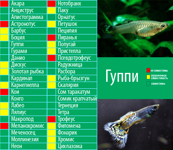 Размножение неонов в общем аквариуме – голубые неоны