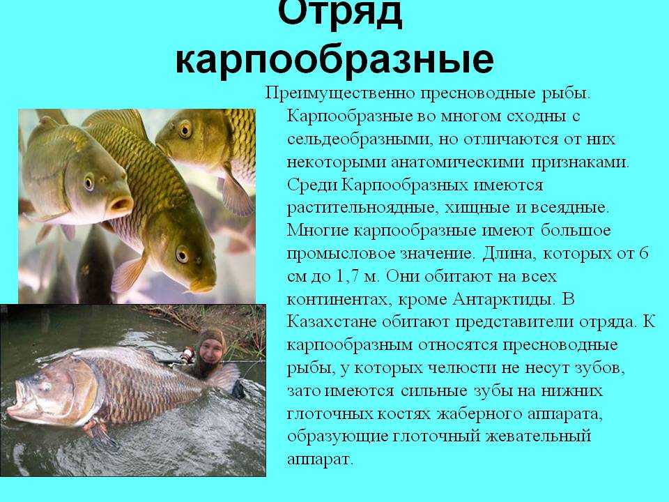 Жерех