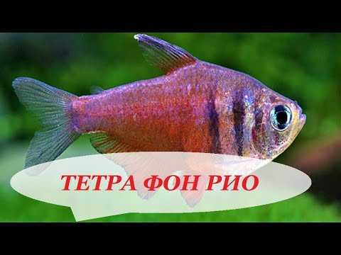 Тетра фон рио | мир аквариума