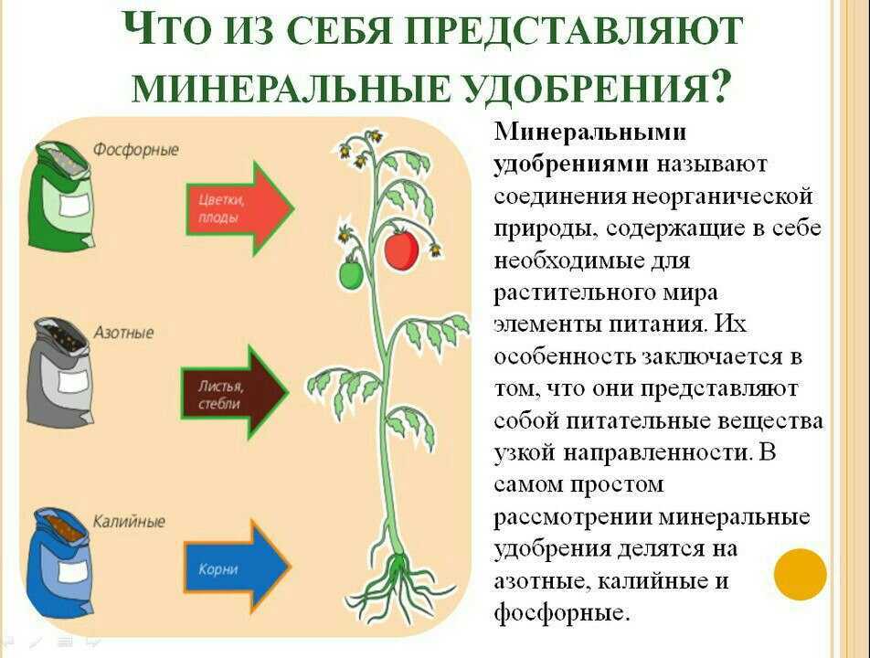 Кефир для опрыскивания помидоров. сода, соль, кефир и дрожжи пригодятся в огороде! | женский мир