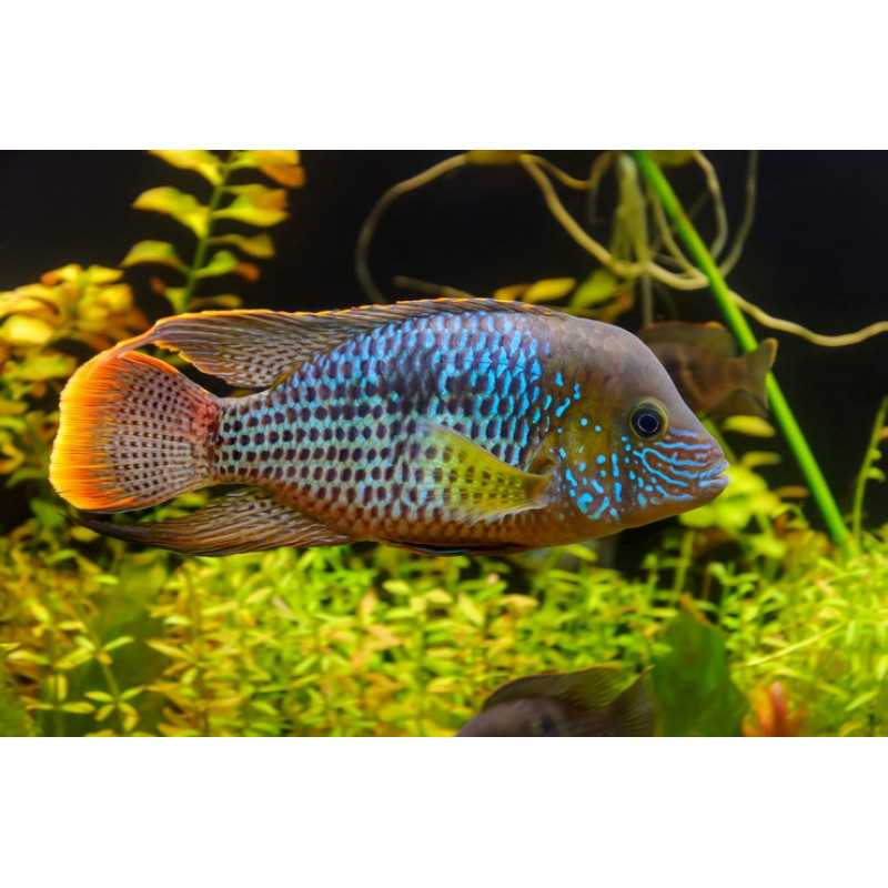 Акара бирюзовая / на латыни: andinoacara rivulatus