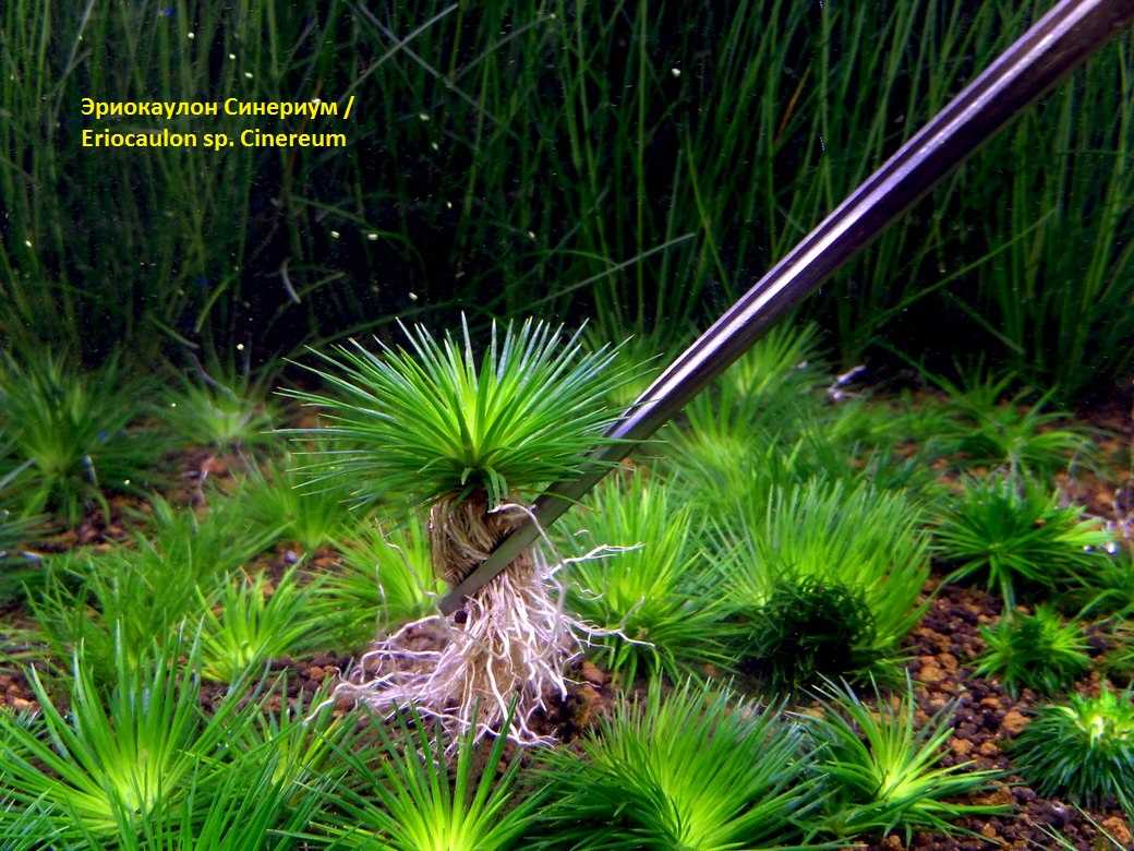 Эриокаулон синериум (eriocaulon cinereum): описание, содержание, фото и отзывы