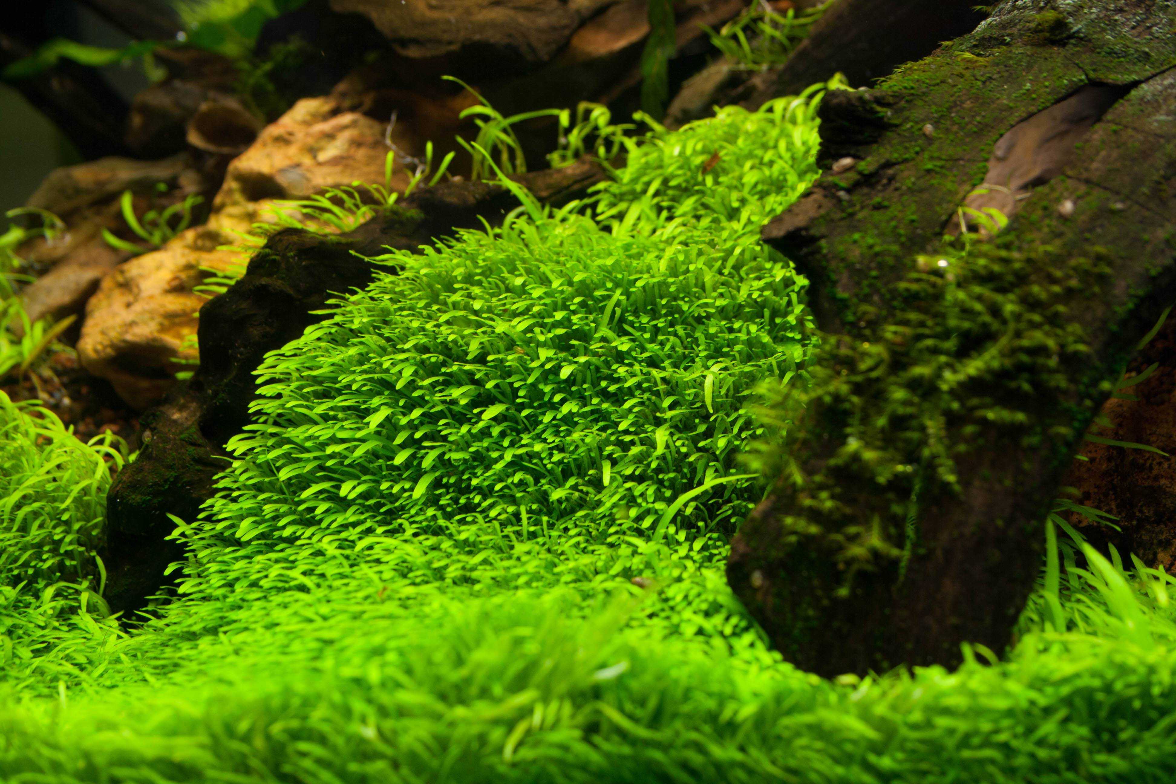 Utricularia graminifolia aquarium plant: planting, care & growing tips | hepper