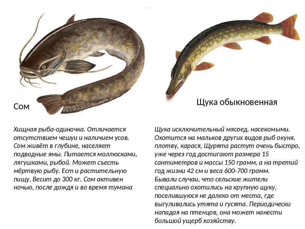 Рыба щука: где обитает, виды, класс, питание