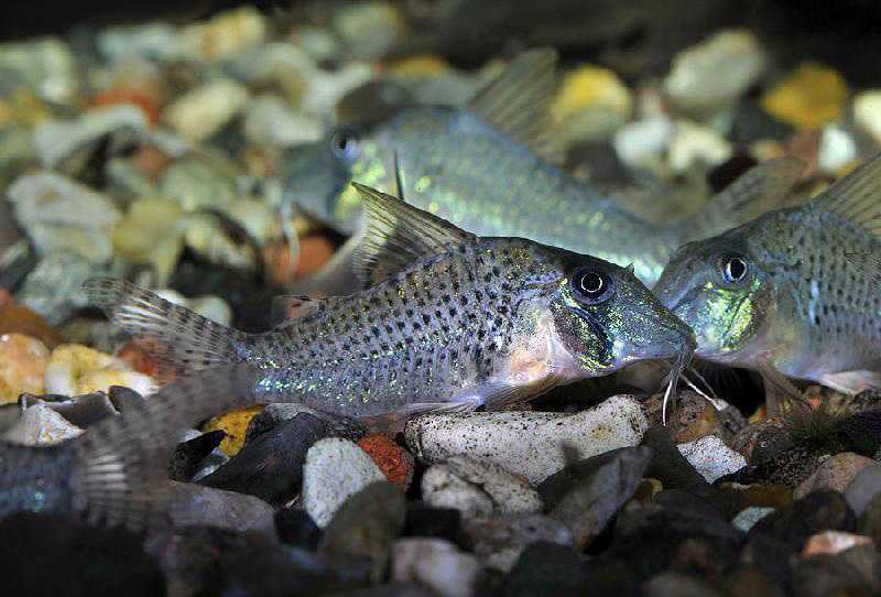 Коридорасы (corydoras) популярные виды