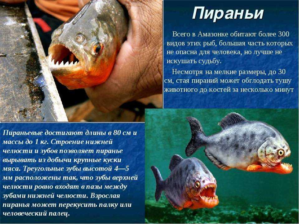 Пиранья красный паку
