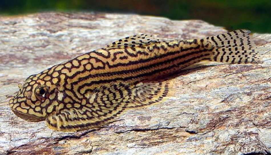 Sewellia lineolata – tiger hillstream loach (balitora lineolata, sewellia songboensis) — seriously fish