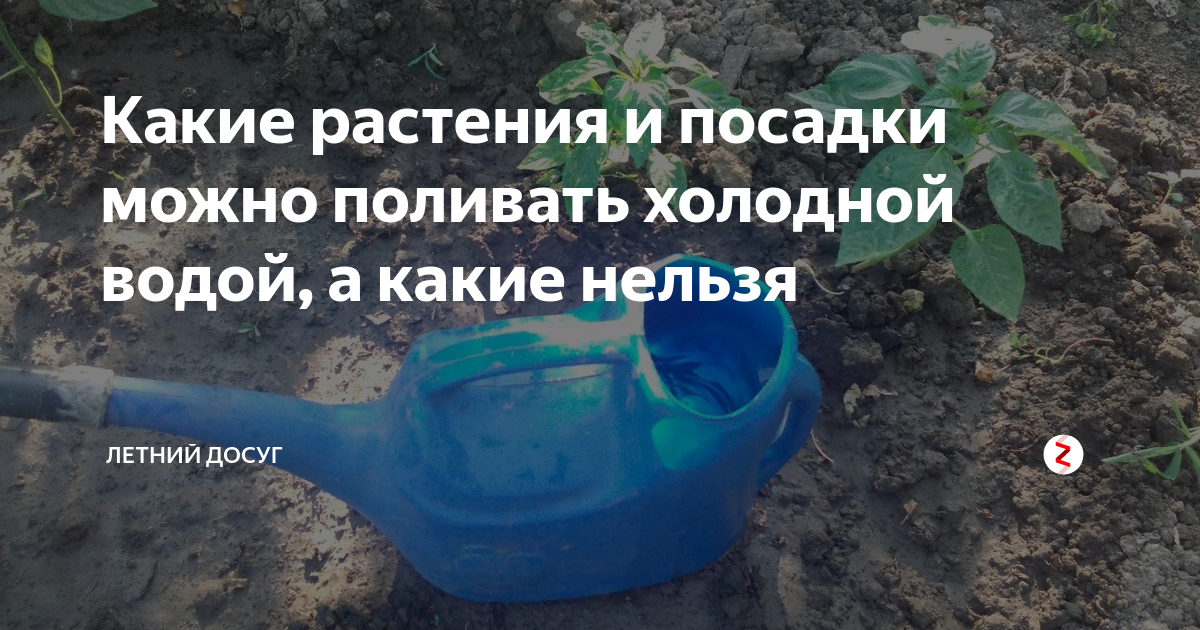 Полив холодной водой: можно ли поливать огурцы, помидоры и другие культуры?