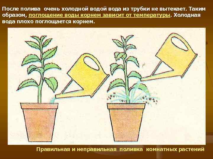 Правильный полив комнатным растениям: как часто, в какое время суток | maritera.ru