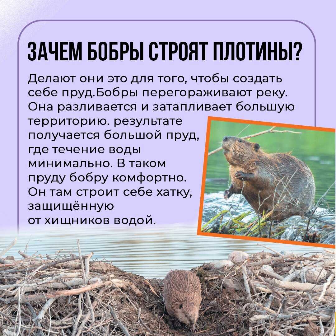 Бобр обыкновенный – трудолюбивый строитель. описание и фото бобра обыкновенного