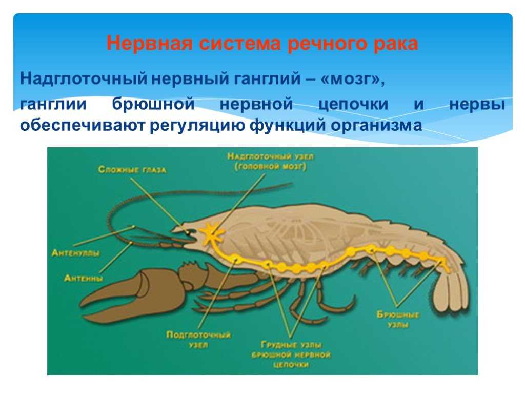 Класс ракообразные: строение и системы органов, размножение ракообразных и их значение в природе