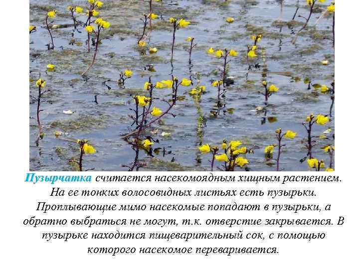 Способ добывания пищи пузырчатка обыкновенная